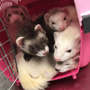 Exotic Veterinarians Near Me Ferrets