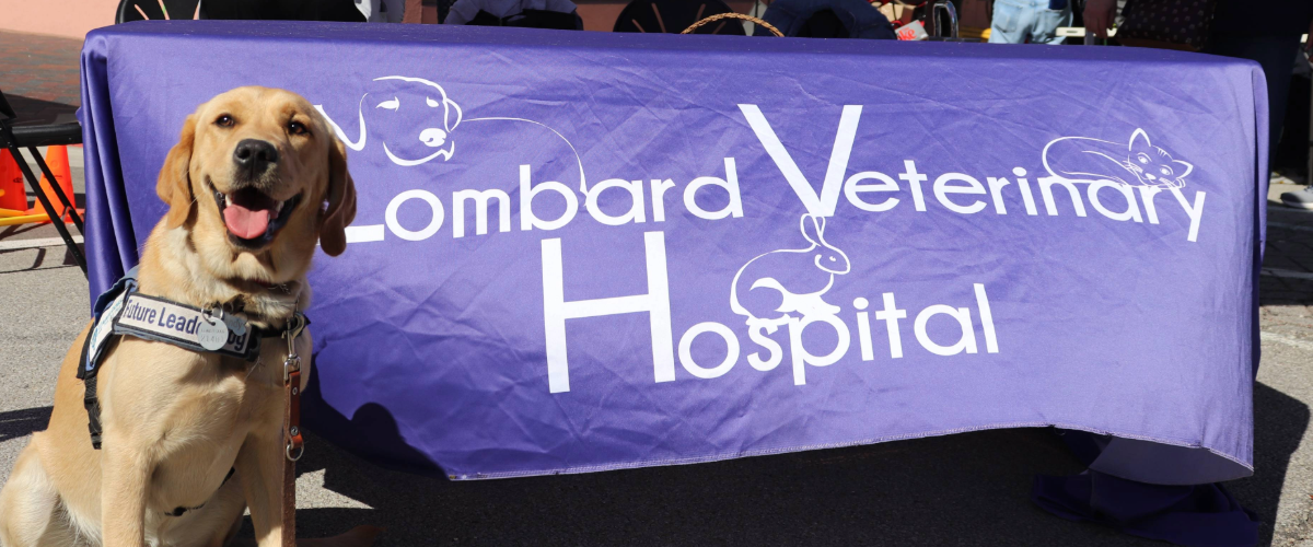 Meet Brandy a Leader Dog for the Blind