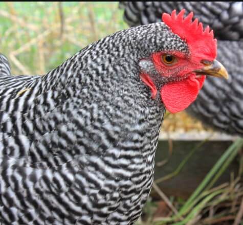 Barred Rock Hen