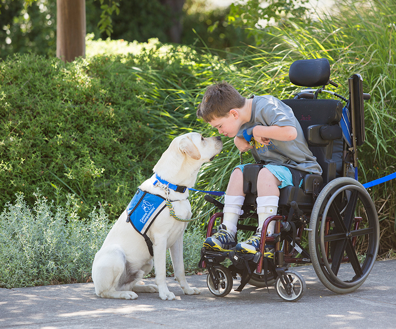 Canine Companions service dog with child in wheelchair