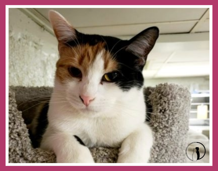 Meet Kallie, Available for Adoption at Cat Guardians