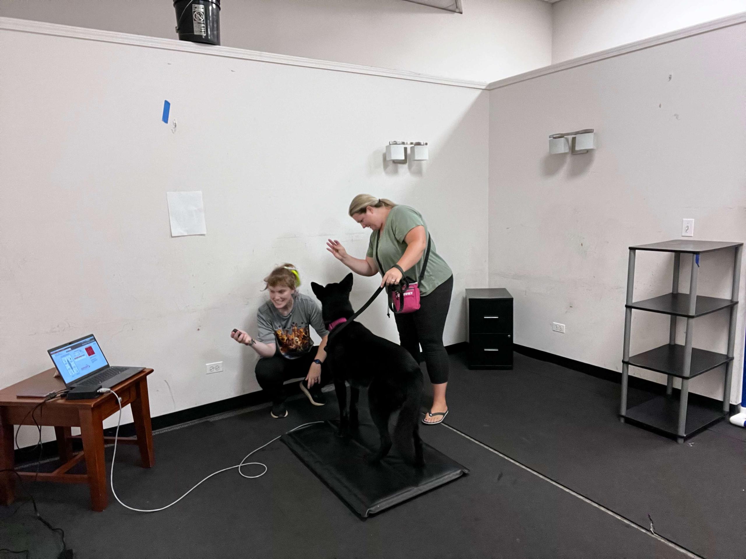 Dog taking stance analysis test