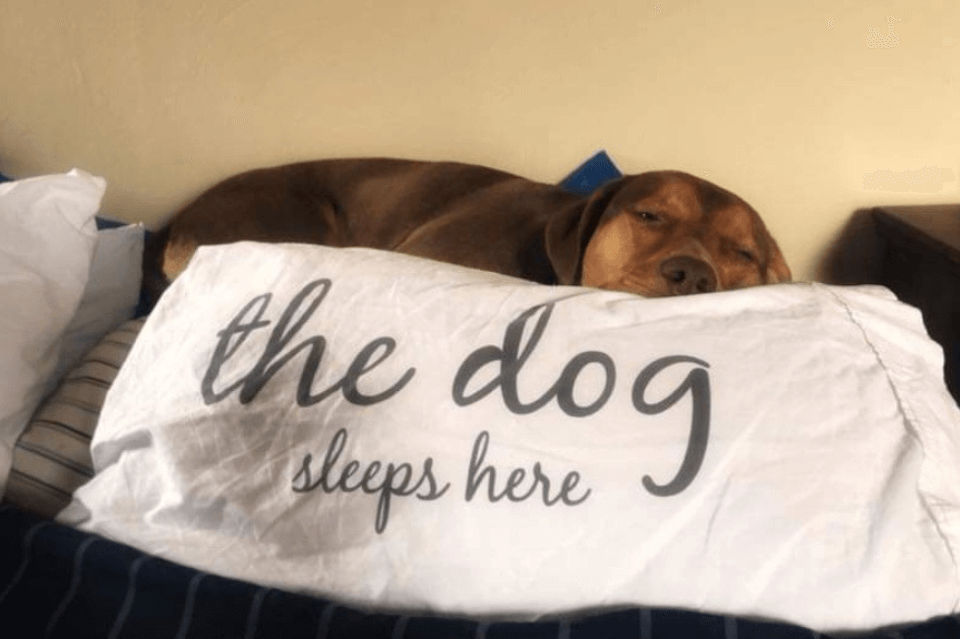 Dog Sleeping Comfortably 