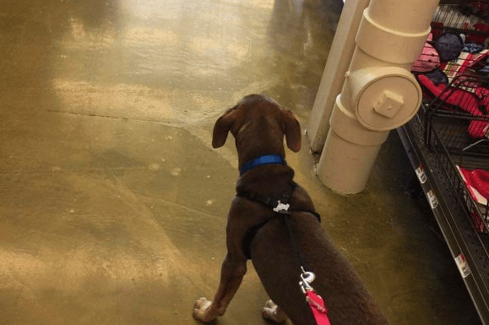 Dog in a Pet Store