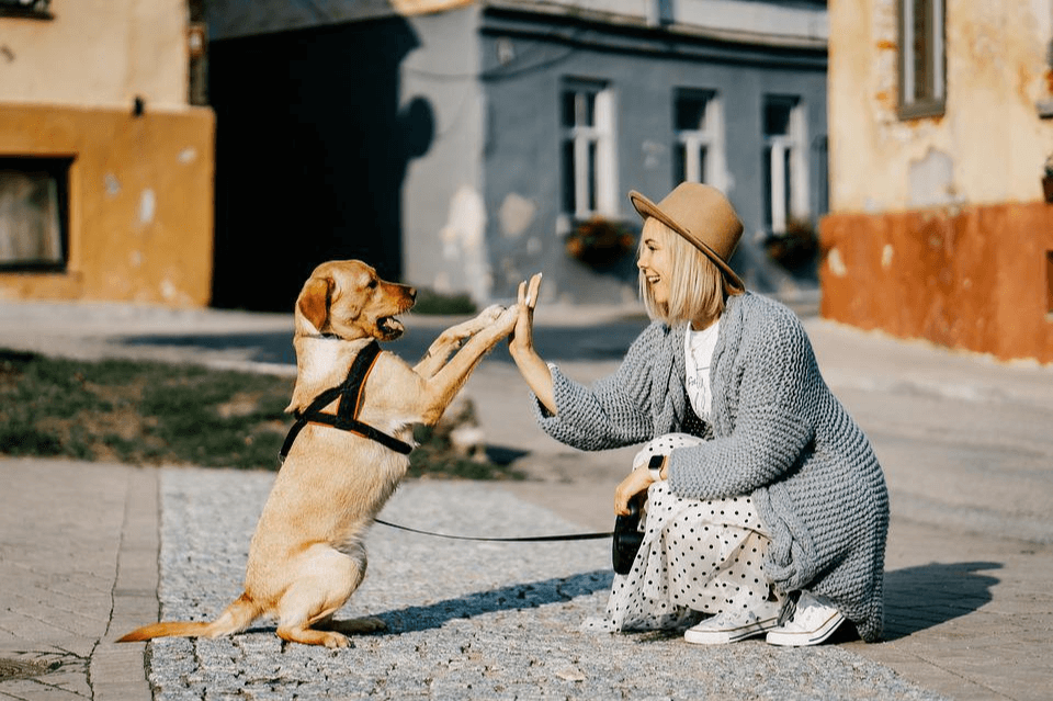 Dog Playing with Owner