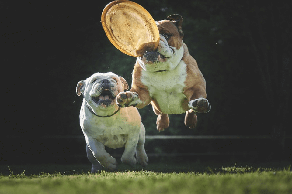 Dogs Playing