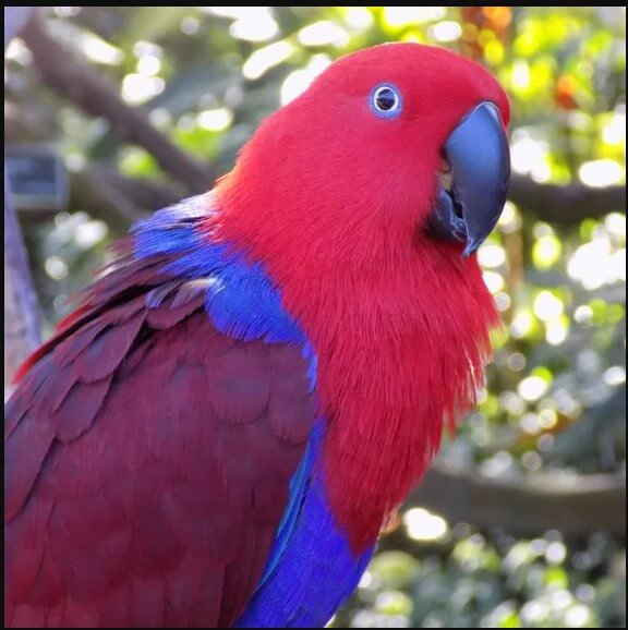 Eclectus parrot