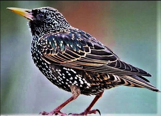 EuropeanStarling