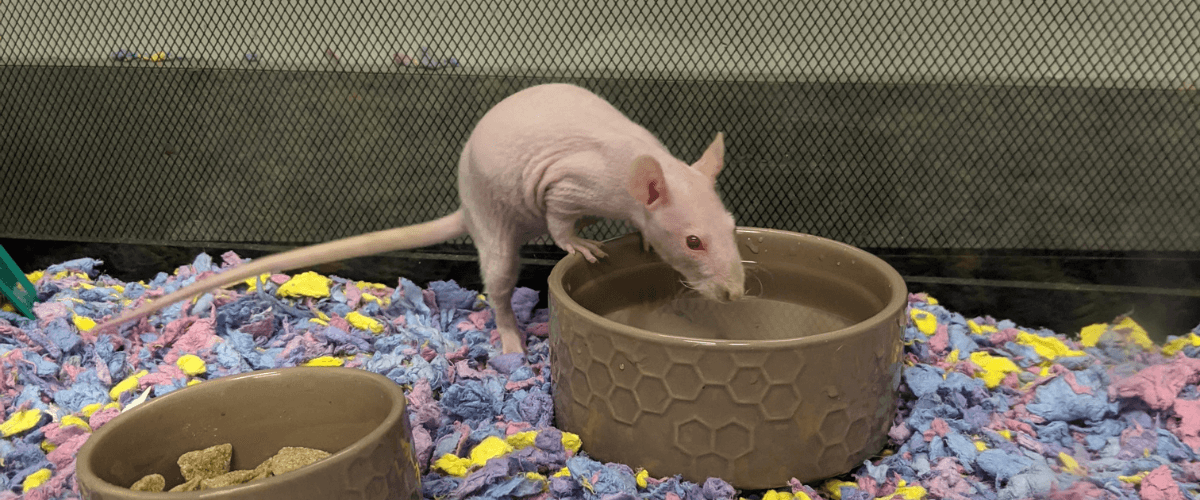 Veterinary Services For Exotic Animals Lombard Veterinary Hospital