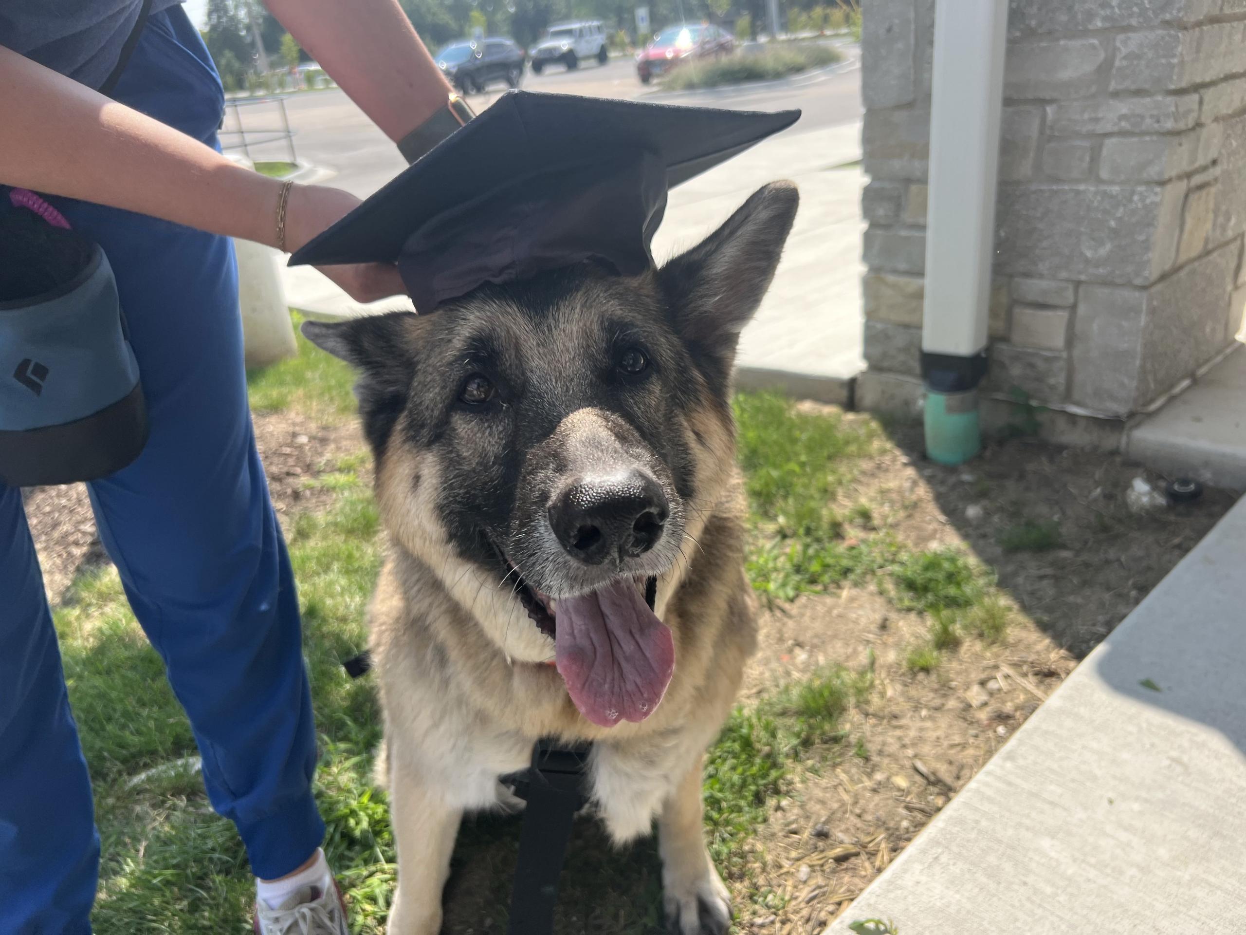 German Shepherd graduating from rehab