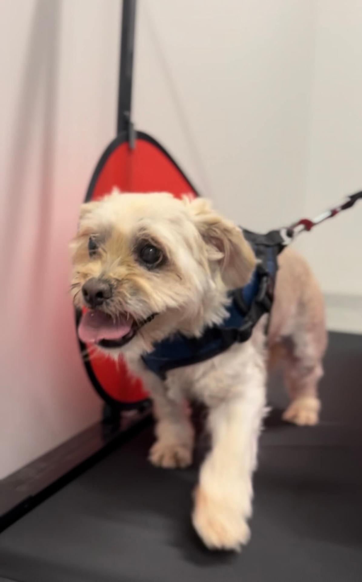 Dog on treadmill