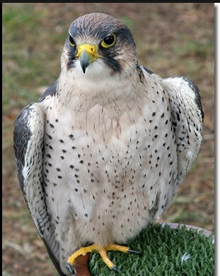 LannerFalcon