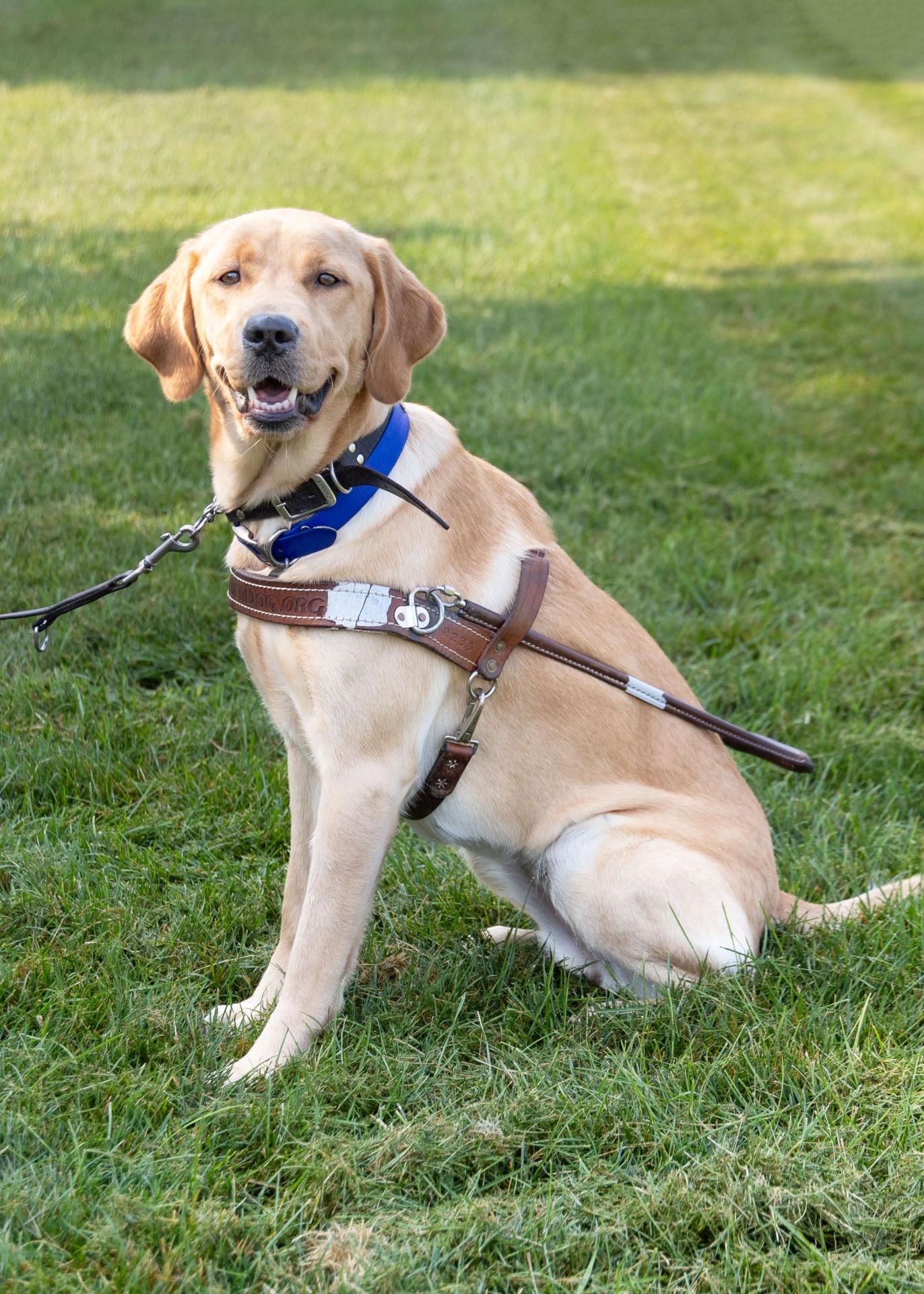 Lead for the Blind dog