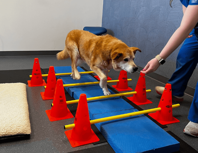 Dog doing physical therapy techniques