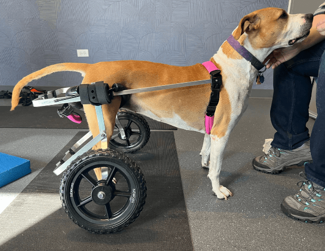 Dog in rehab program in wheelchair