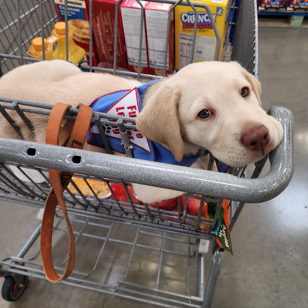 Meet Cosmo, A Future Leader Dog for the Blind