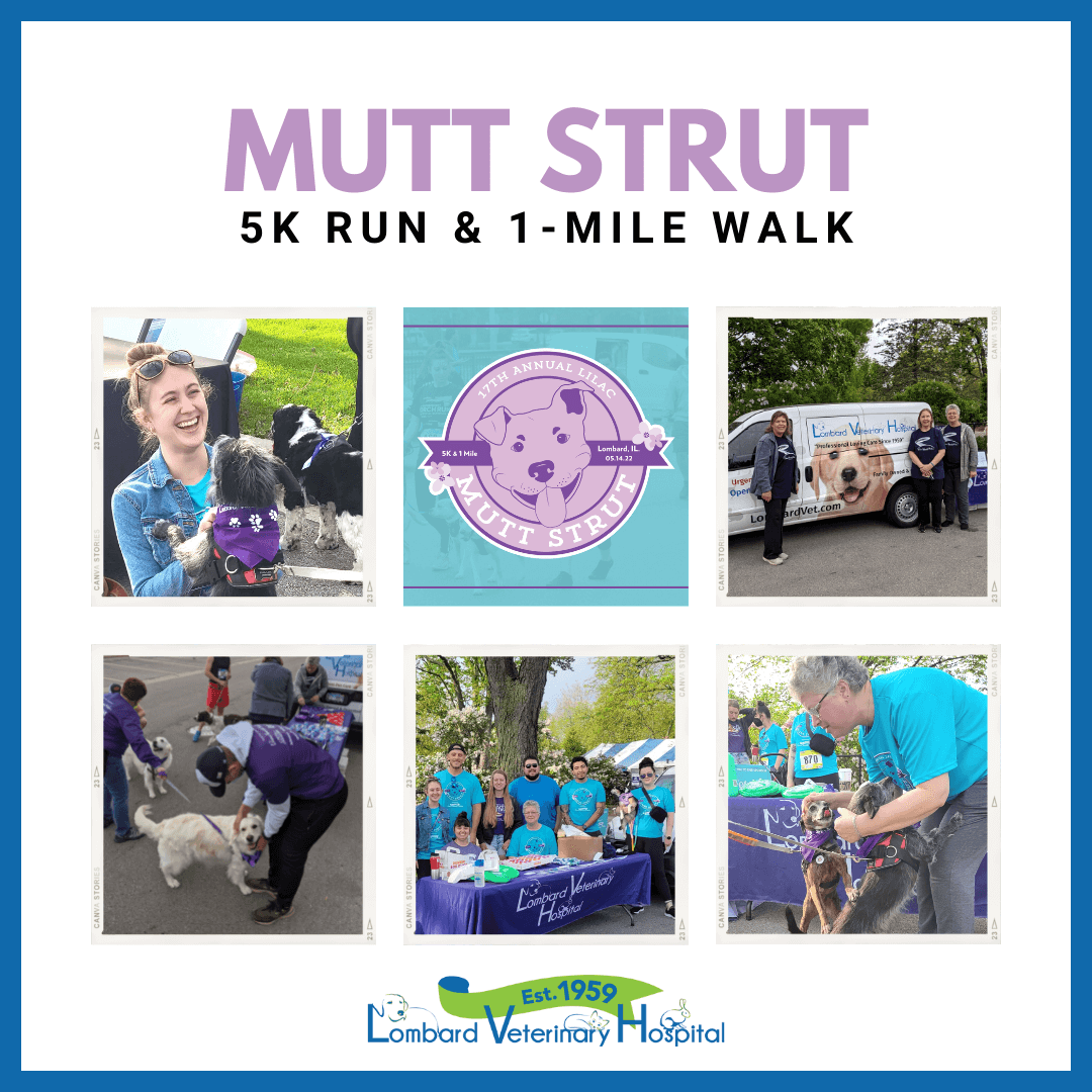 ​​​​​​Mutt Strut 5K Run & 1-Mile Walk