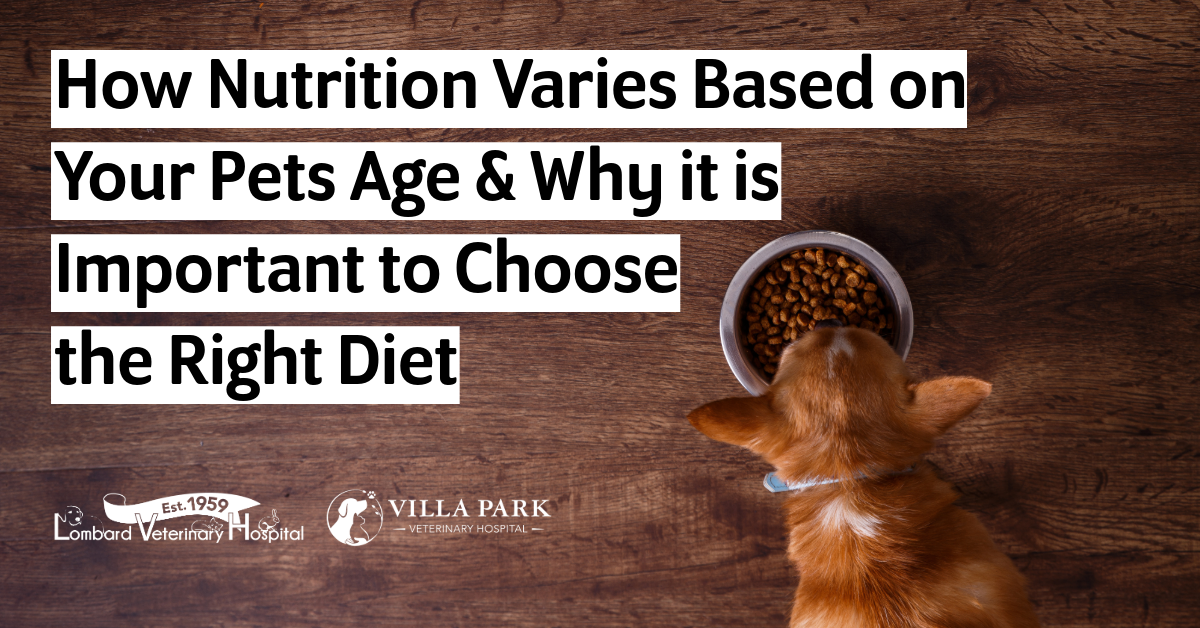 How Nutrition Varies Based on Your Pets Age & Why it is Important to Choose  the Right Diet