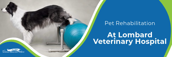 Pet Rehabilitation Near Me