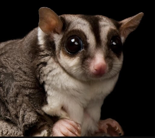 SugarGlider