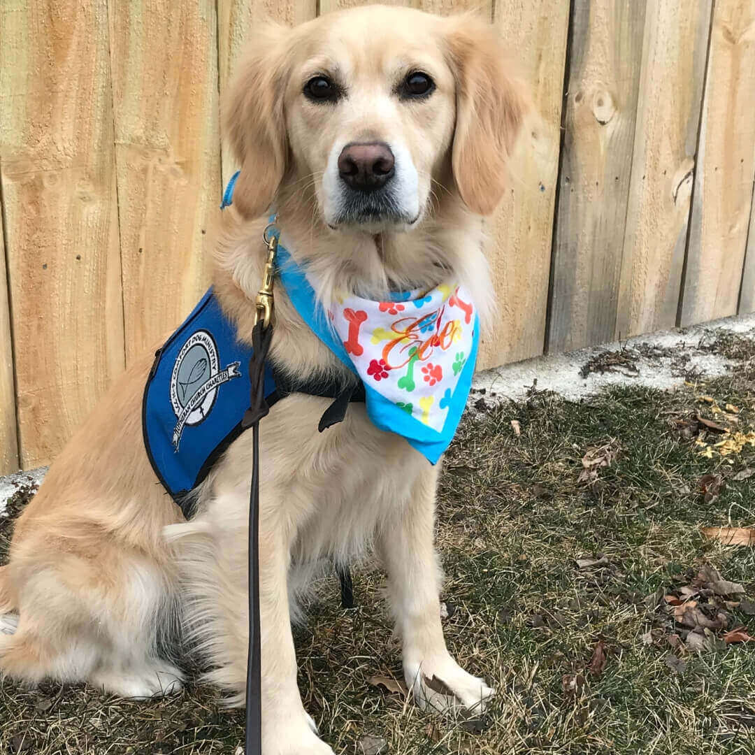 Eve the Comfort Dog