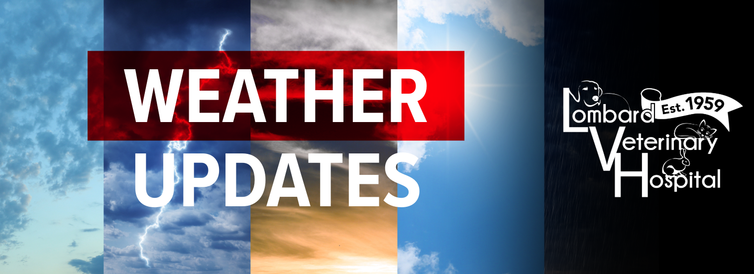 Weather Updates at Lombard Veterinary Hospital