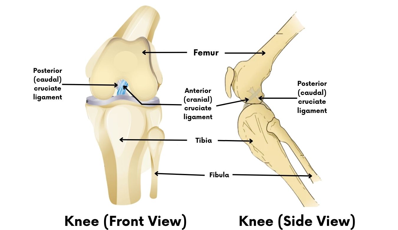 Dog knee anatomical view