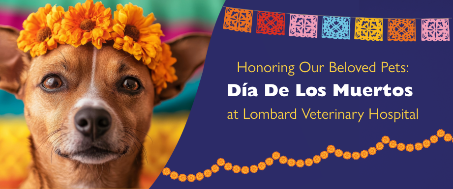 Dia de los Muertos at Lombard Veterinary Hospital