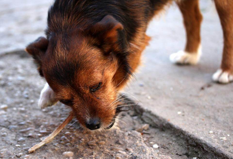 Homemade Dog treats