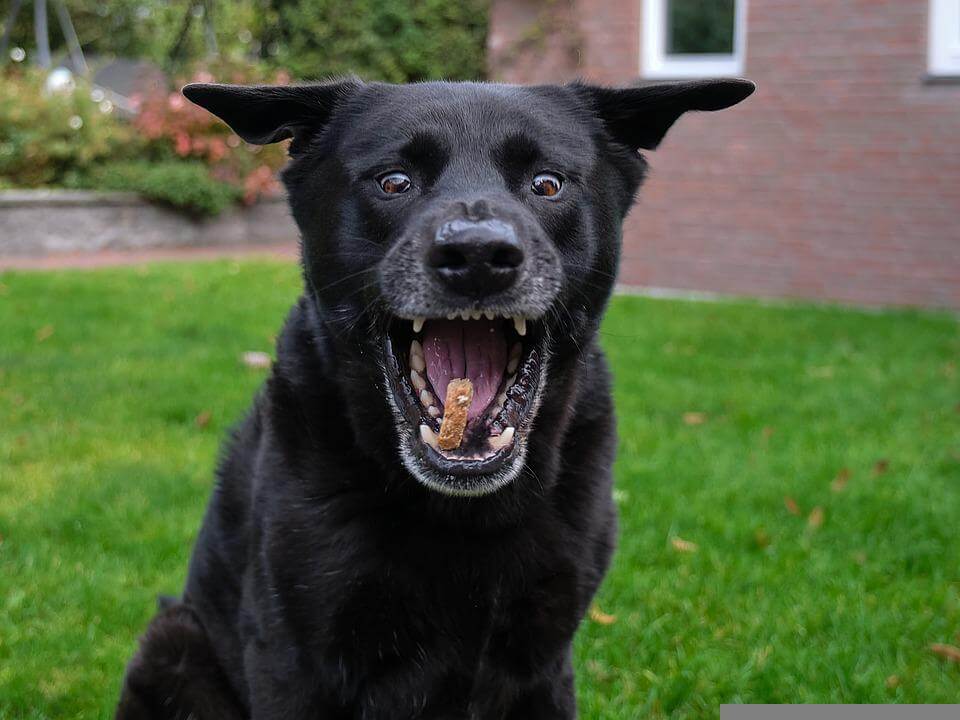 Homemade Dog treats