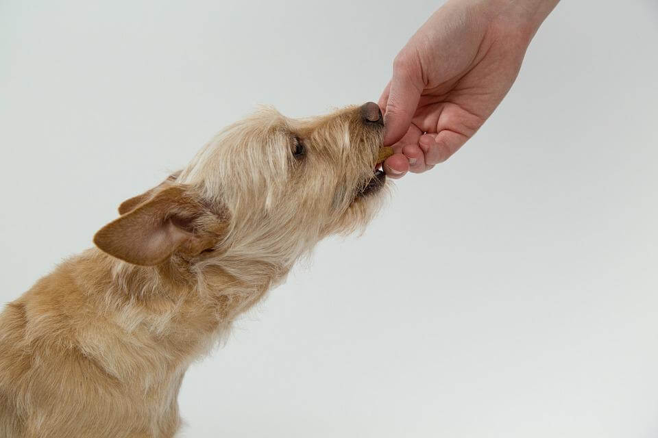 Homemade Dog treats