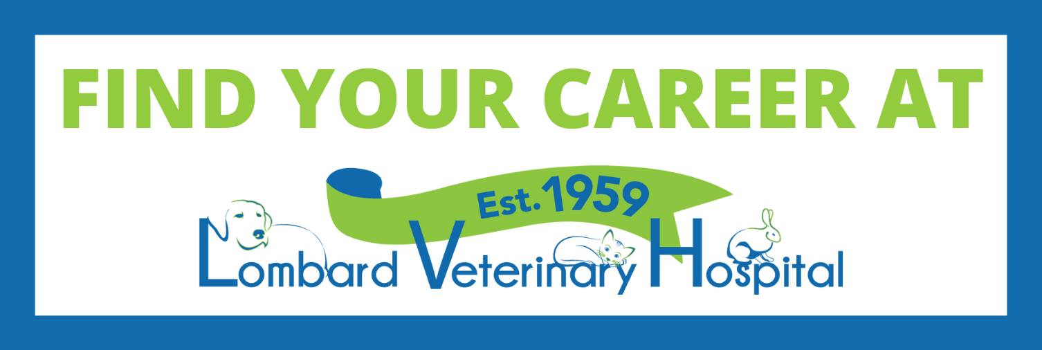 jobs at Lombard Veterinary