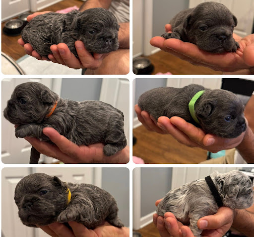 Newborn puppies being held