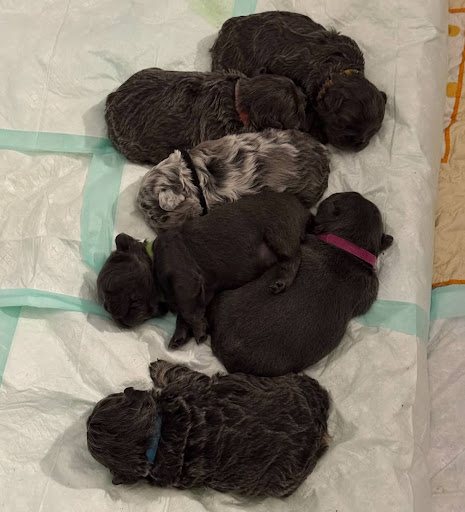 Newborn puppies