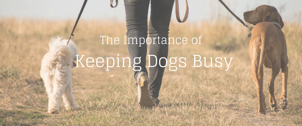 The Importance of Keeping Dogs Busy