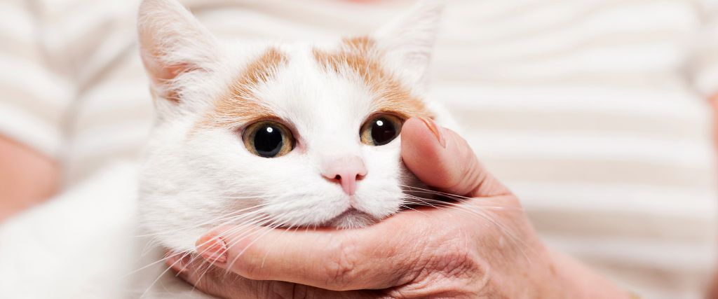 Kidney Disease In Cats