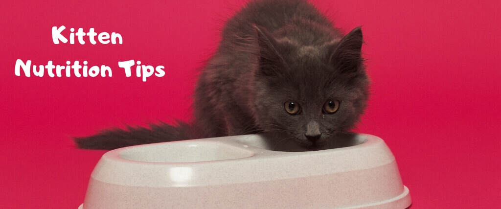 Nutrition Tips for Your New Kitten