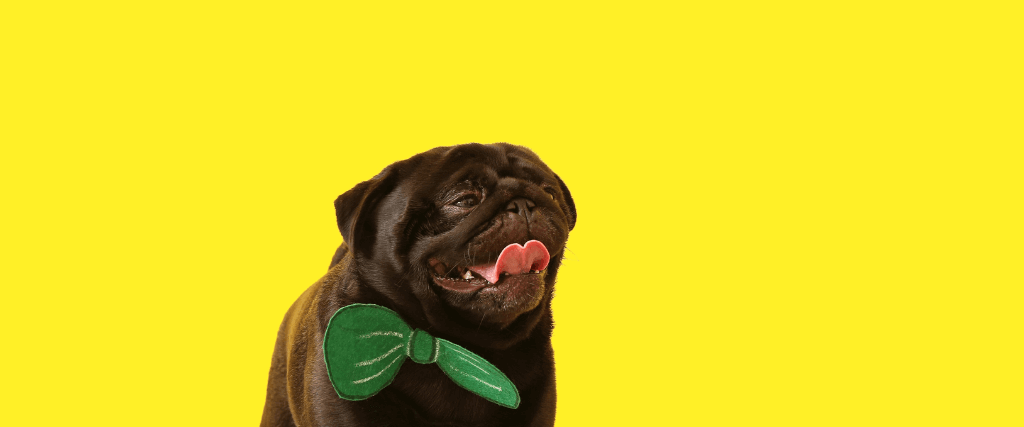 The 5 Best Ways to Celebrate National Black Dog Day