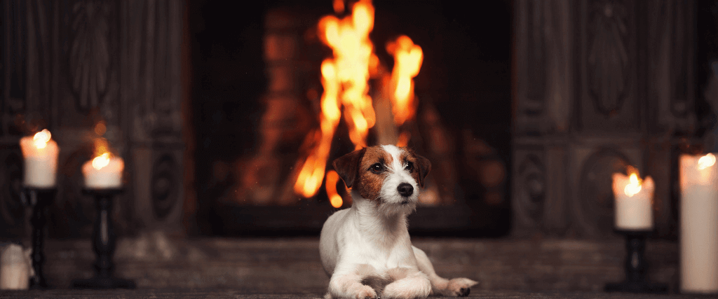 National Pet Fire Safety Day: Tips for Keeping Your Pets Safe