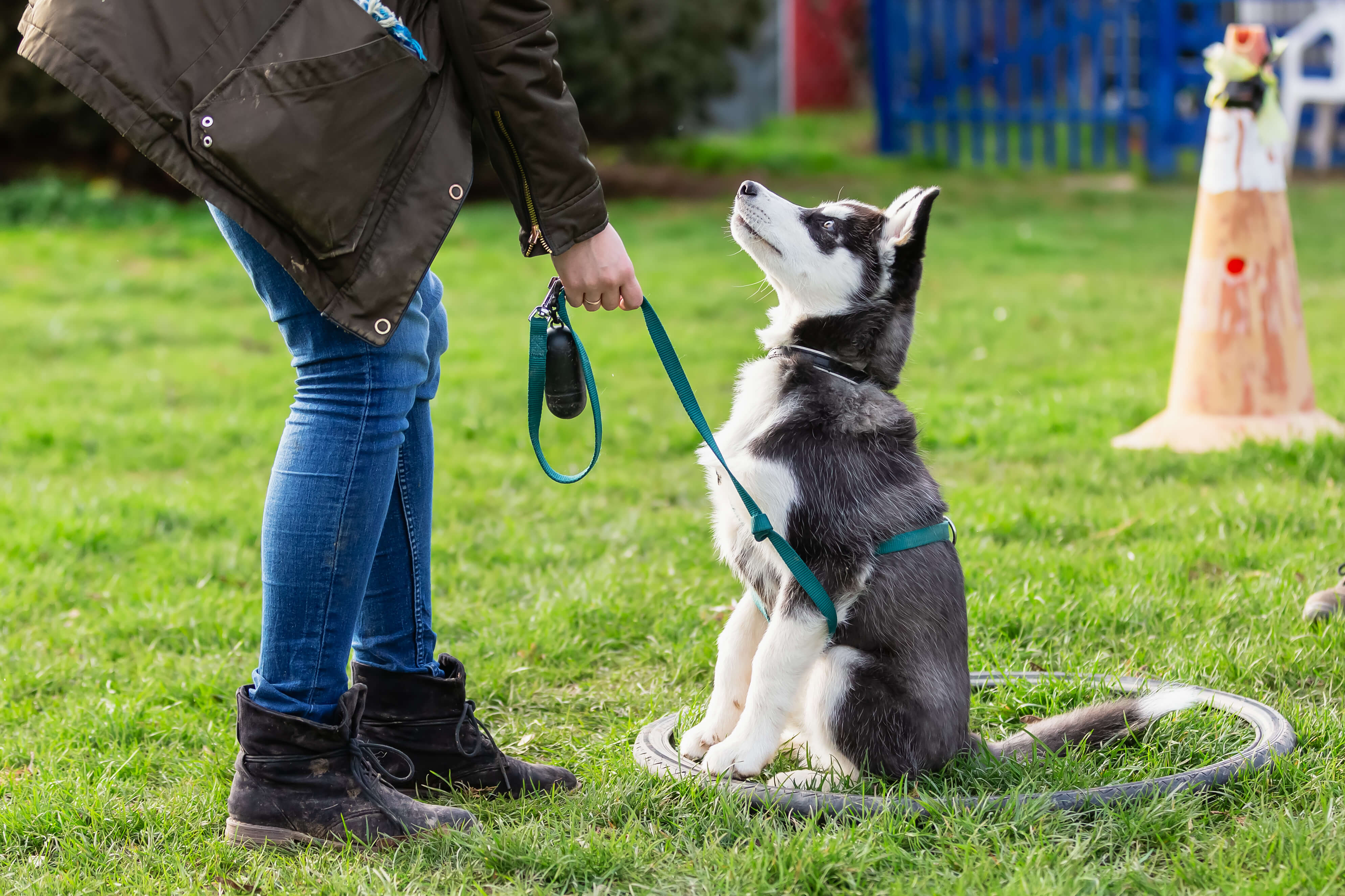 4 Super Helpful Tips in Honor of National Train Your Dog Month