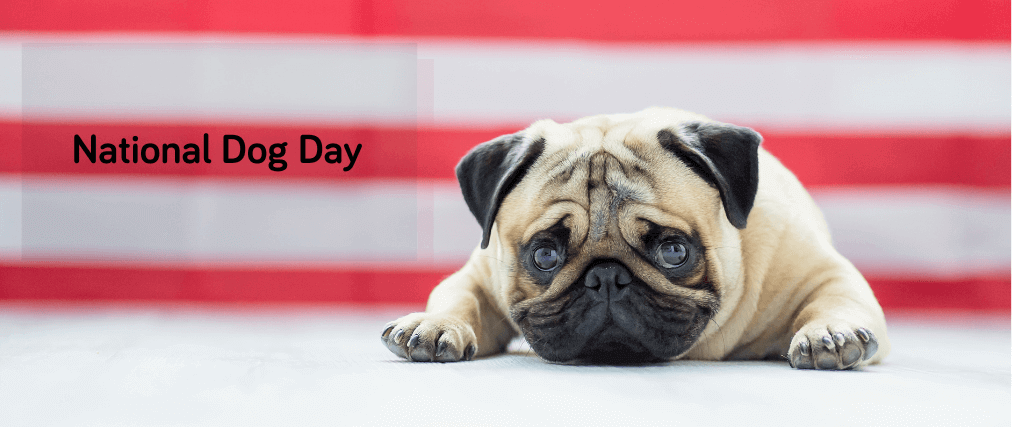 How to Celebrate Your Precious Pooch This National Dog Day 