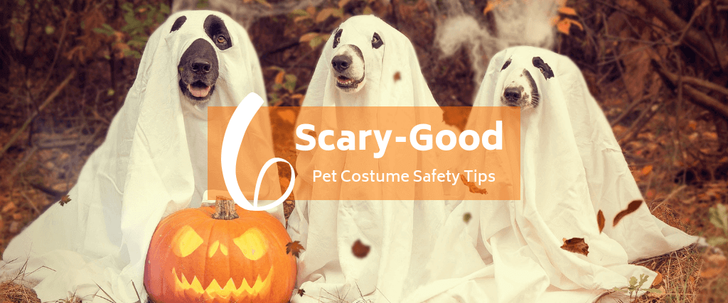 6 Scary-Good Pet Costume Safety Tips