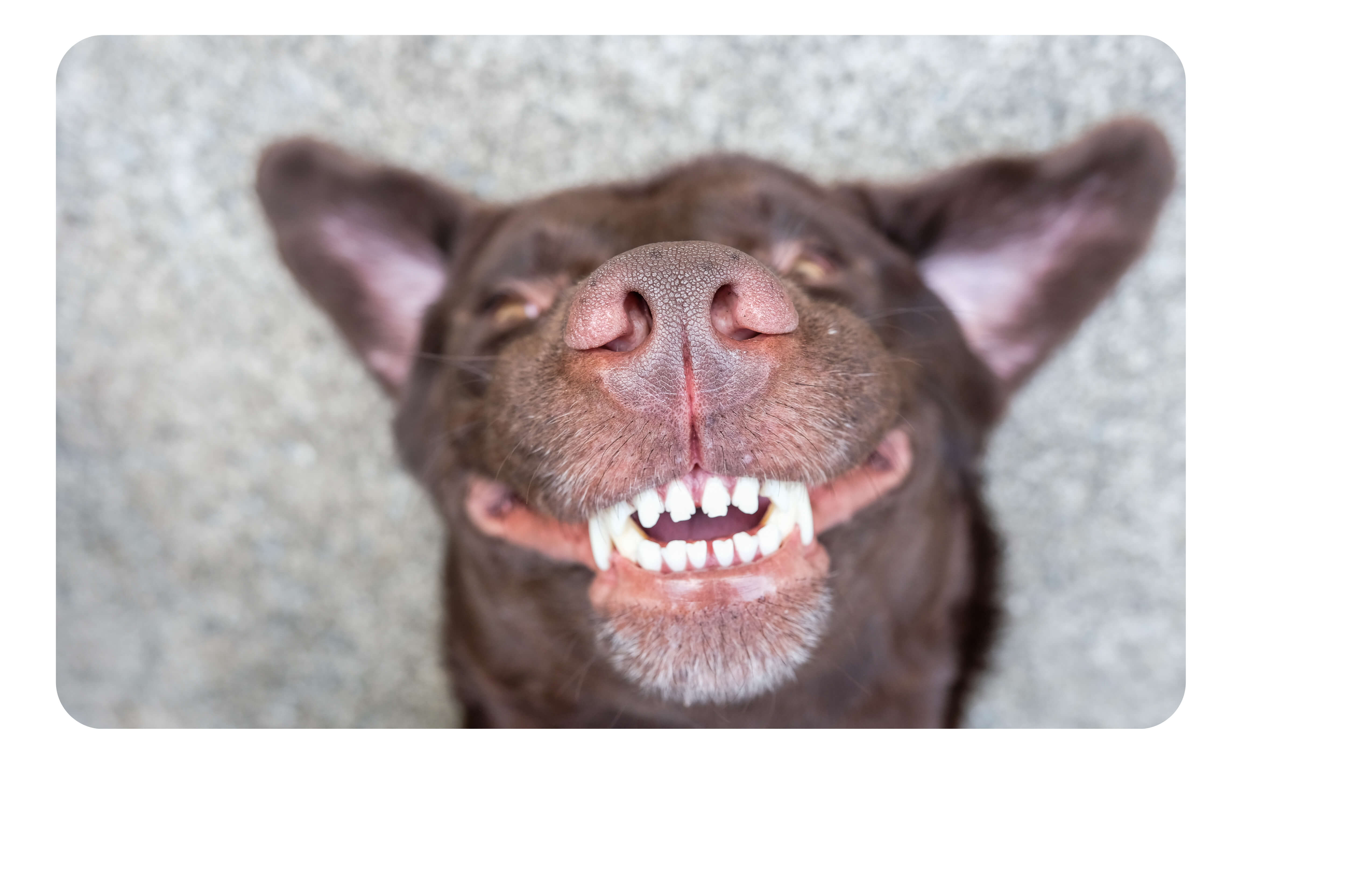 Pet Dental Month: Tips For Caring For Your Dog's Teeth at Home
