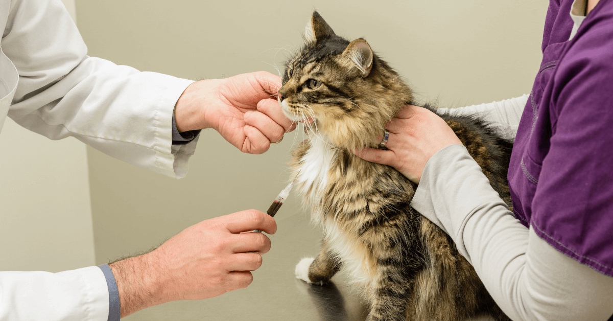 The Guide to and Benefits of Pet Insurance