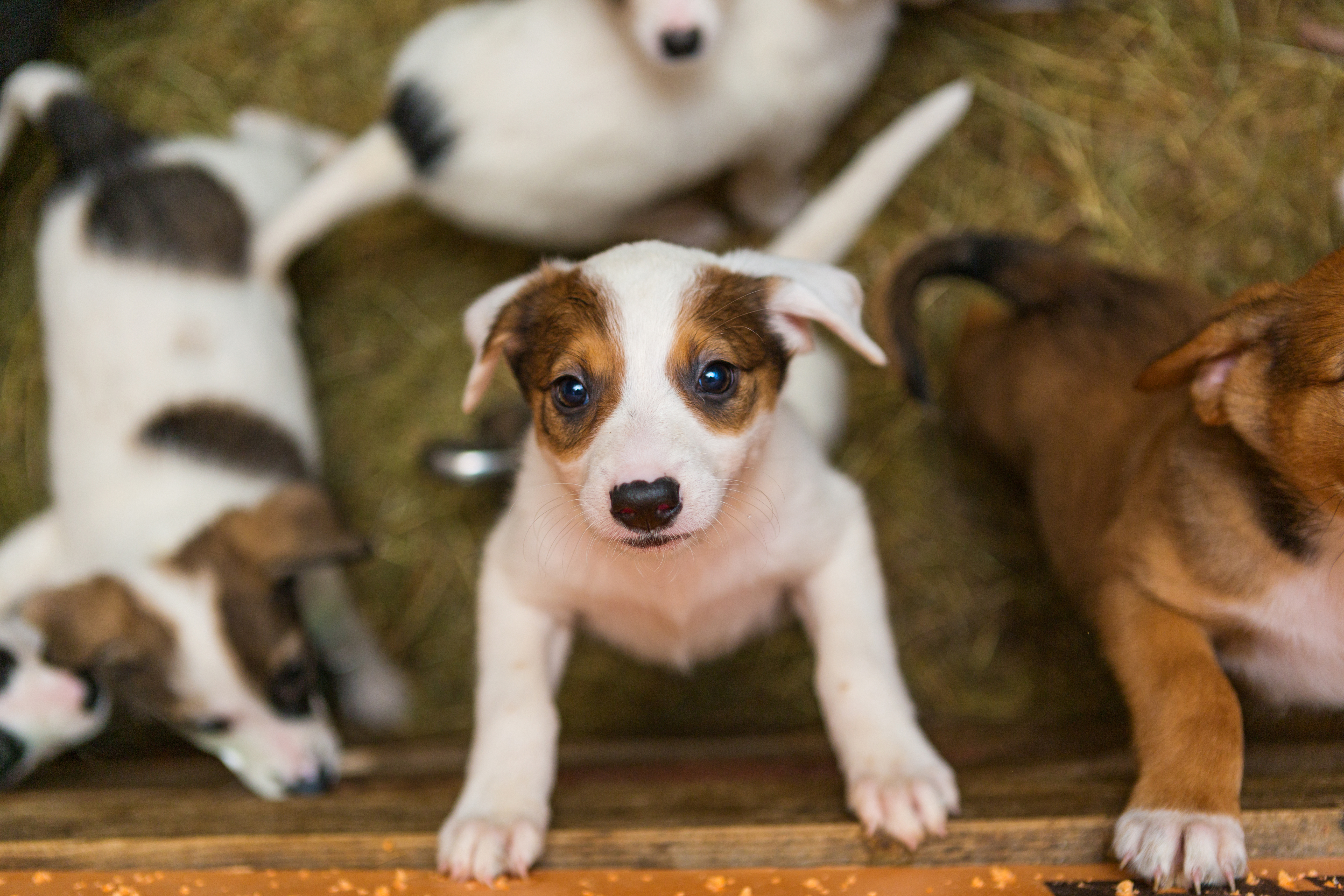 How to Enrich and Socialize Your Pup to Ensure Good Behavior and Avoid Catastrophes