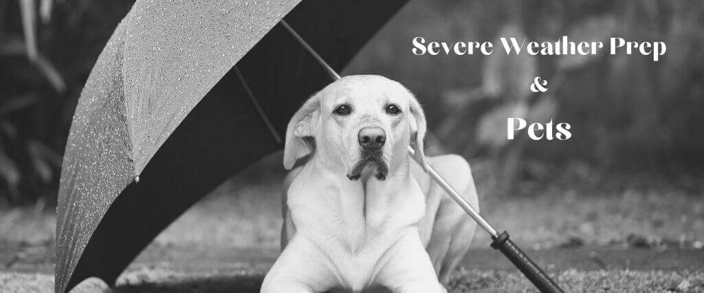 Severe Weather Prep and Planning for Pets