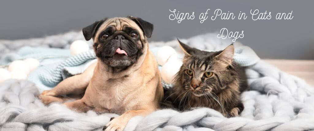  Signs and Symptoms of Pain in Both Cats and Dogs