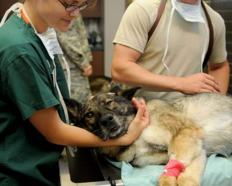 veterinary hospital