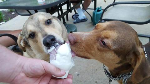 National Dessert Day DIY Dog Treats