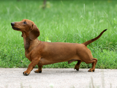 Dachshund Lombard Veterinary Hospital
